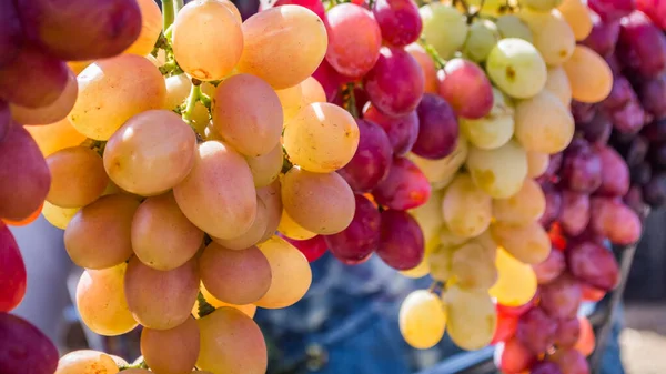 Fresh Harvested Red White Green Grapes — Stock Photo, Image