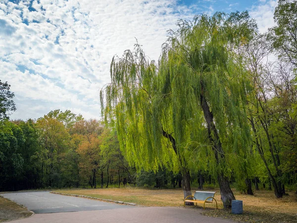 Green willow tree near lake, park with alleys