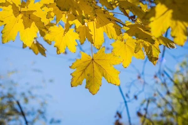 Güzel Sonbahar Sarı Akçaağaç Yaprakları Mavi Gökyüzünde — Stok fotoğraf