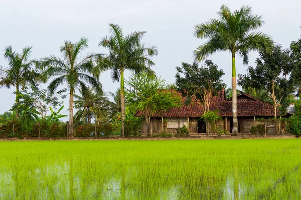 Pálmafák Rizsföldek Felhős Napokon Mekong Delta Vietnam — Stock Fotó