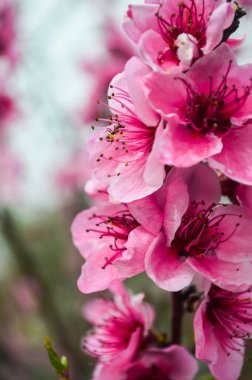 Kayısıların bir dalı çiçek açar. Bahar teması