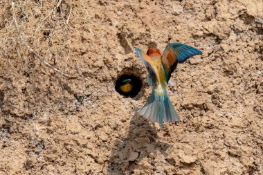 Avrupa Arı yiyici veya Merops apiaster 'ı delik yuvası yakınlarında.