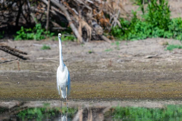 大自然や湖の湿地での東大歓迎やArdeaアルバ狩り — ストック写真