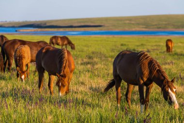 Vahşi atlar gün batımında çayırda otlar..