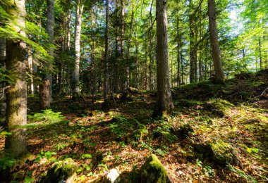 Ormanın derinliklerinde uzun ağaçlar ve güneş yaprakların arasından parlıyor..