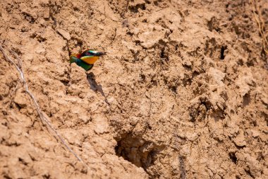 Avrupa arı yiyici ya da doğal yaşam alanında Merops Apiaster.