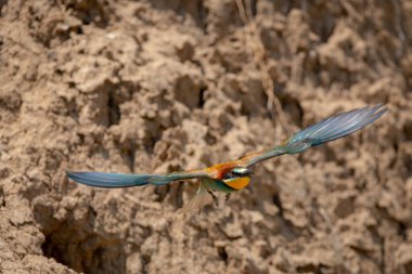 Avrupa arı yiyici ya da doğal yaşam alanında Merops Apiaster.