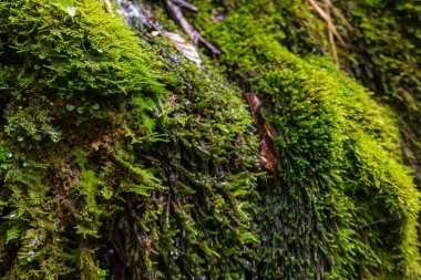 Ekoloji ve doğa. Kayalar ve nemli yeşil yosunlar arasında temiz içme suyu kaynağı.