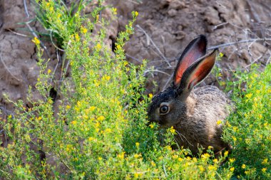 Oturan bir tavşanın portresi veya lepus europaeus.