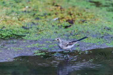 Beyaz Wagtail veya Motacilla alba. Wagtails ötücü kuşların bir cinsidir. Wagtail en yararlı kuşlardan biridir. Sivrisinekleri ve sinekleri öldürür, bu da havada ustalıkla kovalar..