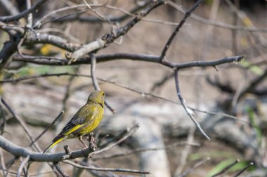 Erkek Avrupa yeşil ispinozu veya kloris kloru.