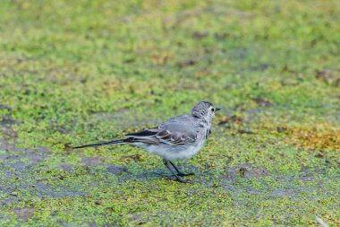 Beyaz Wagtail veya Motacilla alba. Wagtails ötücü kuşların bir cinsidir. Wagtail en yararlı kuşlardan biridir. Sivrisinekleri ve sinekleri öldürür, bu da havada ustalıkla kovalar..