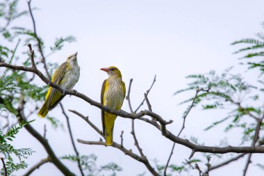 Genç Avrasya Altın Oriole veya Oriolus oriolus.