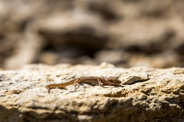 Einfingergecko Gattung Alcophyllex Oder Quietschgecko Freier Natur — Stockfoto