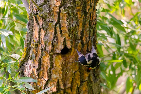 Cercano Pájaro Carpintero Sirio Dendrocopos Syriacus Árbol Junto Agujero — Foto de Stock