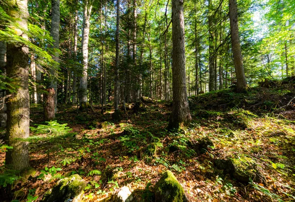 Ormanın derinliklerinde uzun ağaçlar ve güneş yaprakların arasından parlıyor..
