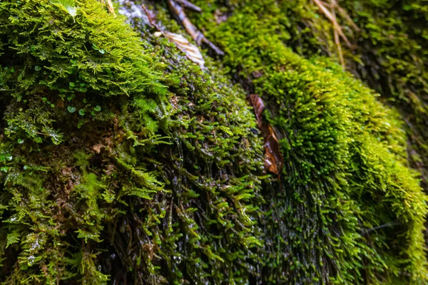 Ekoloji ve doğa. Kayalar ve nemli yeşil yosunlar arasında temiz içme suyu kaynağı.