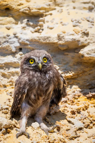 Μικρή Κουκουβάγια Athene Noctua Σκαρφαλωμένη Στο Έδαφος Κοντά Στη Φωλιά — Φωτογραφία Αρχείου