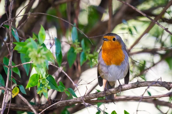 Petirrojo Erithacus Rubecula Este Pájaro Compañero Regular Durante Las Actividades — Foto de Stock