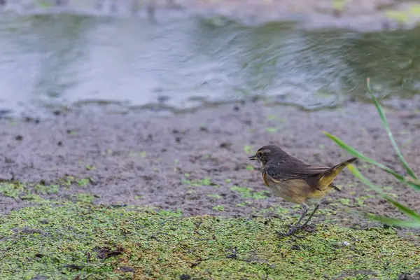 野生の自然の中でBluethroatまたはLuscinia Svecica鳥 — ストック写真