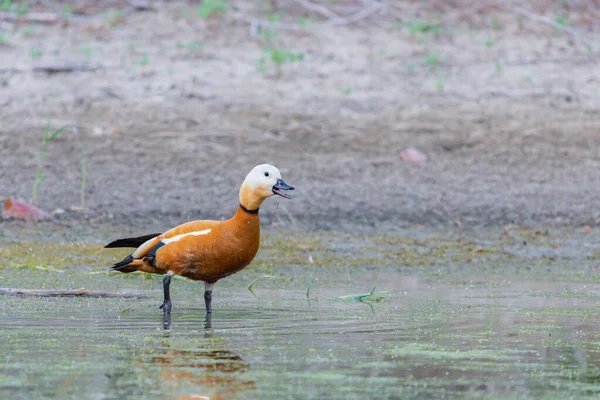 Ruddy Shelduck dişi doğal ortamında.
