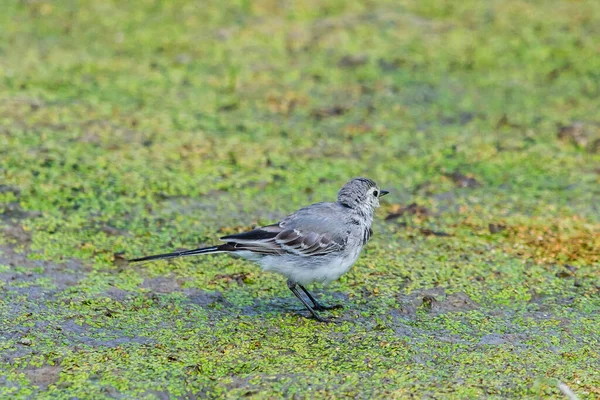 Witte Kwikstaart Motacilla Alba Wagtails Een Geslacht Van Zangvogels Uit — Stockfoto