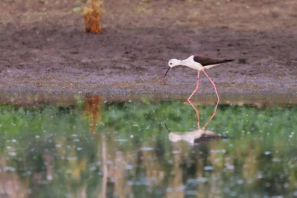 Black Winged Stilt Feeding Eye Level Natural Pond — Stock Photo, Image