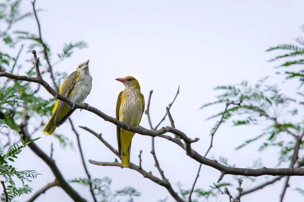 Genç Avrasya Altın Oriole veya Oriolus oriolus.