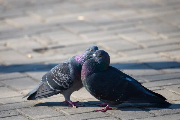 Couple Pigeons City Street — Stock Photo, Image