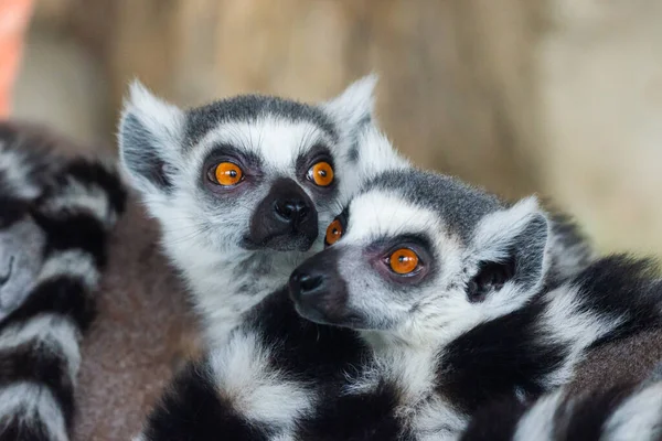 Ring Tail Lemurs Closeup Retrato Grande Primata Cinza Com Olhos — Fotografia de Stock