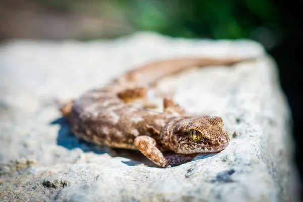 Parzystokopytny Gecko Rodzaj Alcophyllex Lub Skrzypiący Gecko Dzikiej Przyrody — Zdjęcie stockowe