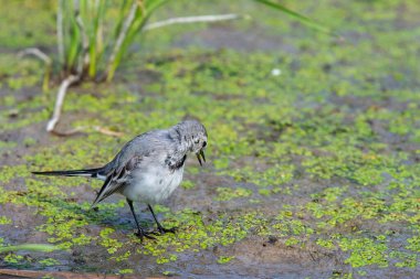 Beyaz Wagtail veya Motacilla alba. Wagtails ötücü kuşların bir cinsidir. Wagtail en yararlı kuşlardan biridir. Sivrisinekleri ve sinekleri öldürür, bu da havada ustalıkla kovalar..
