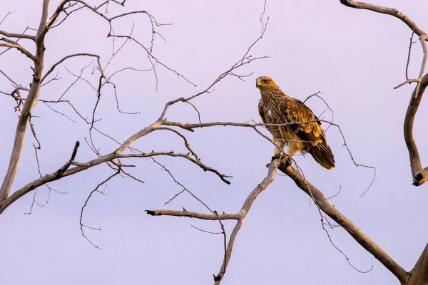 Águia Estepe Nos Ramos Uma Árvore Seca Pássaro Rapina Natureza — Fotografia de Stock