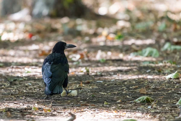 Uccello Rook Corvus Frugilegus Terreno — Foto Stock