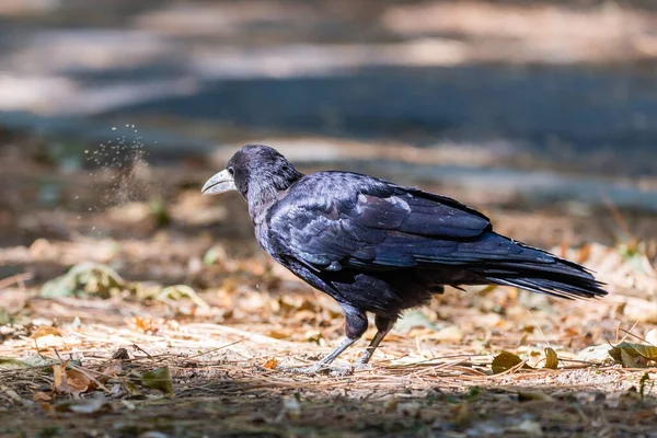 Torre Pájaro Corvus Frugilegus Suelo —  Fotos de Stock