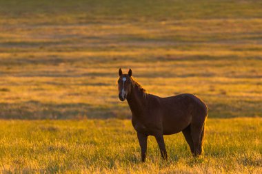 Gün doğumunda çayırda otlayan vahşi atlar. Doğadaki Özgürlük kavramı