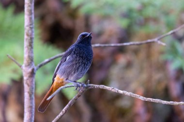 Erkek bir Doğu Kızıl Başı veya Phoenicurus ochruros rufiventris dal üzerine tünemiş..