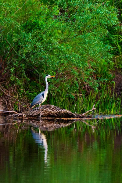 Сірий Герон Або Ardea Cinerea Річці Дикій Природі — стокове фото