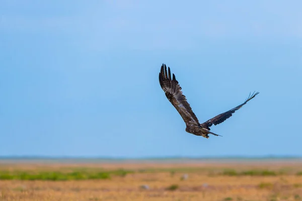 Політ Степового Орла Або Aquila Nipalensis — стокове фото