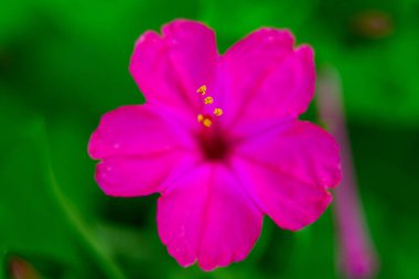 Mor petunyalı çiçek yatağı, yakından mor-kırmızı petunya çiçeği, Petunya çiçeği, petunya çiçeği, bahçede Petunya çiçeği.