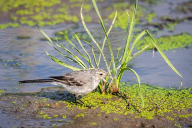 Beyaz Wagtail veya Motacilla alba. Wagtails ötücü kuşların bir cinsidir. Wagtail en yararlı kuşlardan biridir. Sivrisinekleri ve sinekleri öldürür, bu da havada ustalıkla kovalar..