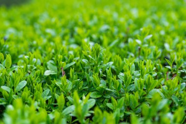 Bir tarladan yeşil çimen dokusu. Doğal arkaplan