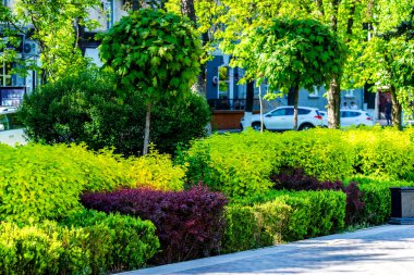 Rusya 'daki şehir parkında renkli çalılar