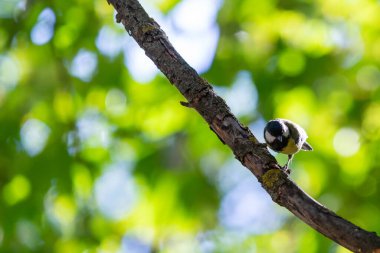 Dikey içindeki yatay, fotoğrafı bir ağaç gövdesi renkli büyük baştankara veya Parus major tünemiş