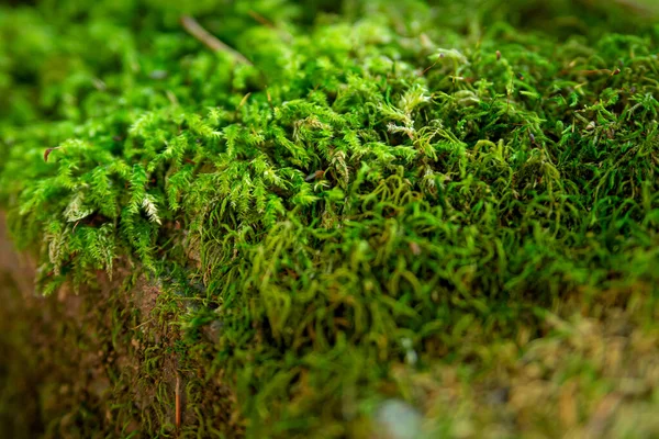 Mossbelagd Sten Vacker Mossa Och Lavintäckt Sten Ljusgrön Mossa Bakgrund — Stockfoto