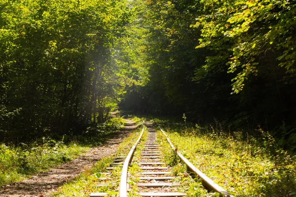 Ferrocarril Abandonado Bosque Montañoso Otoño Con Árboles Foliares Cáucaso Mezmay —  Fotos de Stock