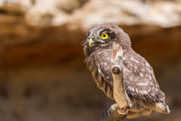 Kleine Uil Athene Noctua Houten Tak — Stockfoto