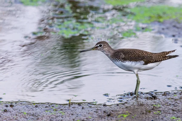 Zelený Pískomil Nebo Tringa Ochropus Procházky Jezeře — Stock fotografie