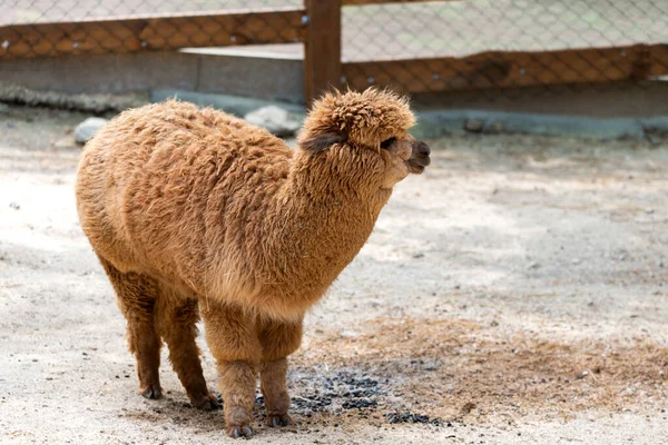 Llama Peruana Granja Llama Alpaca Vicuna Perú Sudamérica Animales Andinos —  Fotos de Stock