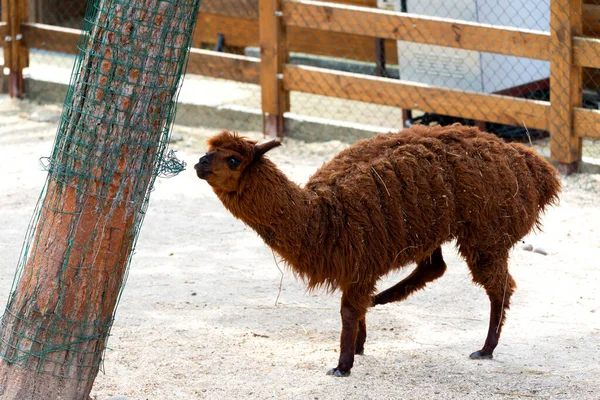 Llama Peruana Granja Llama Alpaca Vicuna Perú Sudamérica Animales Andinos —  Fotos de Stock
